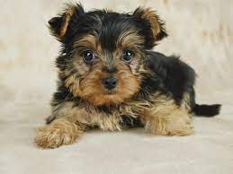The Cost of Owning a Teacup Yorkie: Budgeting Tips and Advice