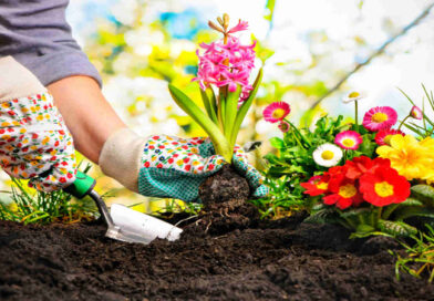 Gardening for Beginners: Tips and Tricks for a Successful First Garden
