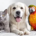 Tehran Pet Shop — A Guide to Finding the Right Pet Store in Tehran